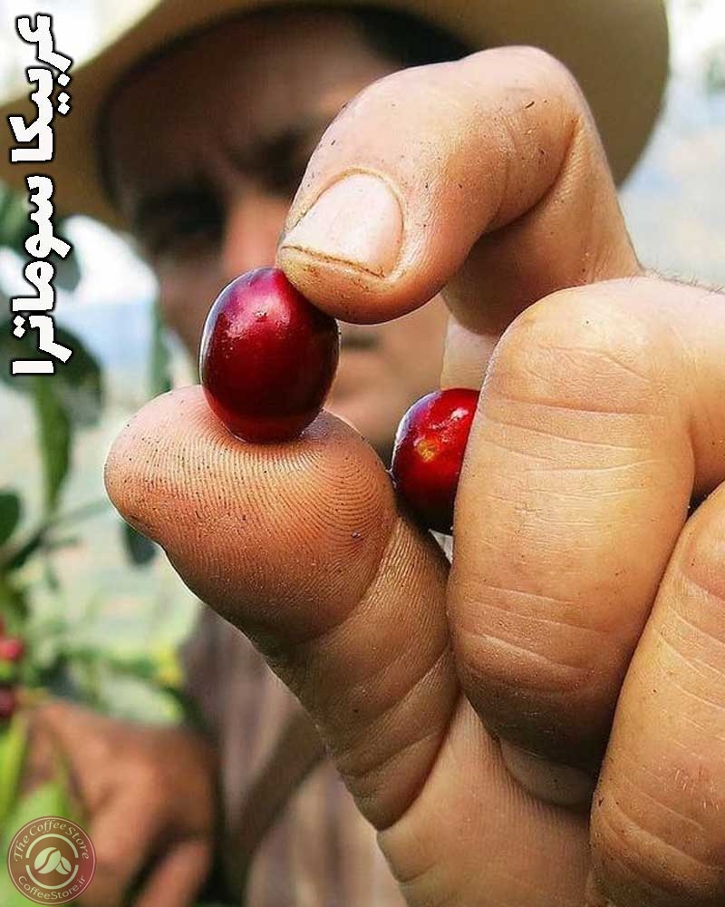 قهوه سوماترا تازه برشت مدیوم